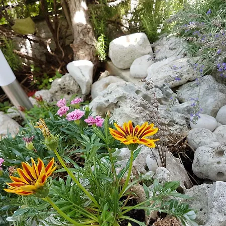 Апартаменты Angelus *